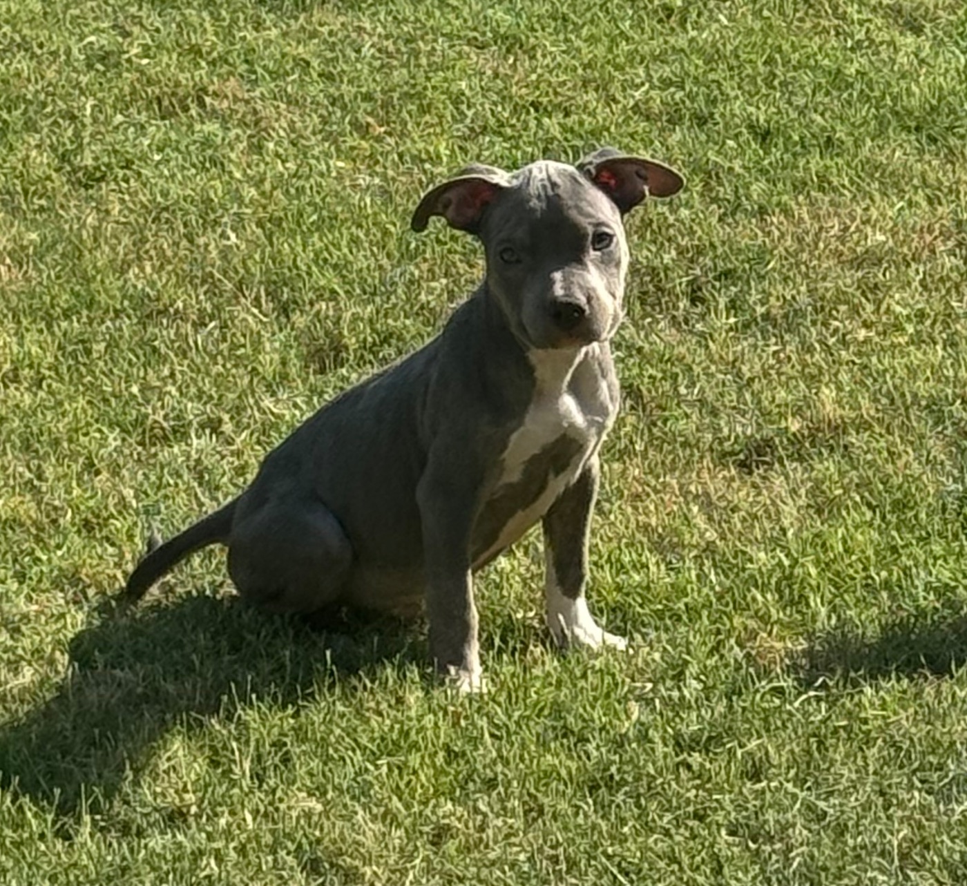 Smoke, Blue Trindle American Bully puppy