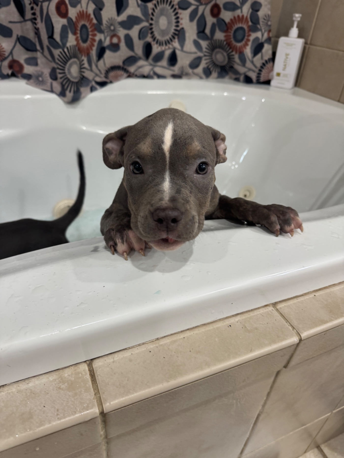 Trindy, Blue Trindle American Bully puppy