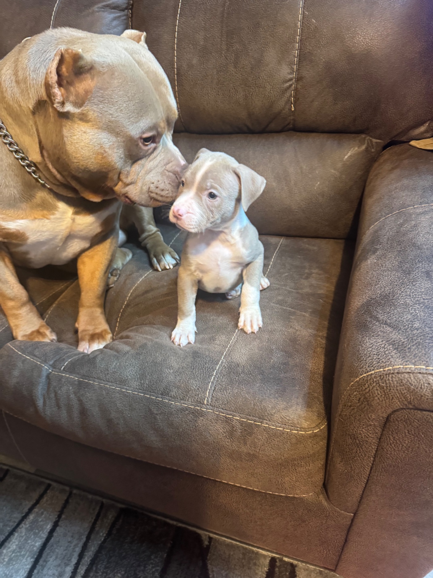 Lexa, Lilac Tri American Bully puppy